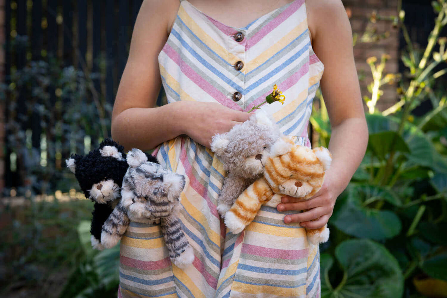 Checkers the Kitten Grey